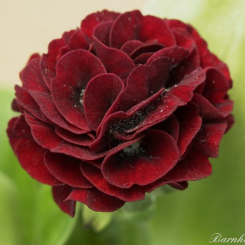 Primula auricula 'Forest Burgundy' - Kõrvikpriimula 'Forest Burgundy' P9/0,55L